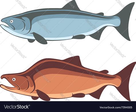 Fish salmon Royalty Free Vector Image - VectorStock