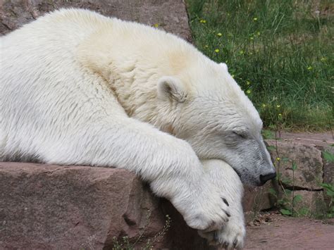 Polar Bear Animal Sleeping - Free photo on Pixabay - Pixabay