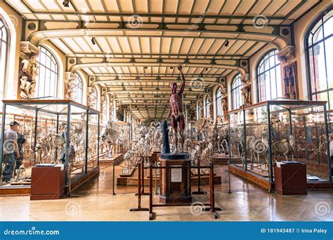 Gallery of Paleontology and Comparative Anatomy in Museum of Natural ...