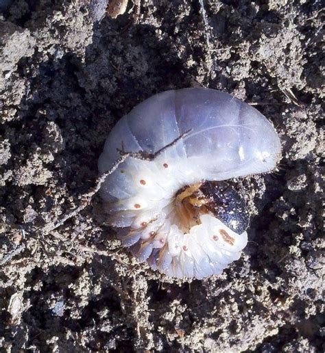 Lawn Grubs: How to Identify, Get Rid of, and Prevent Them - Dengarden