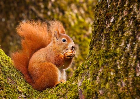 Red squirrels stabilise as conservationists claim protection win | The ...