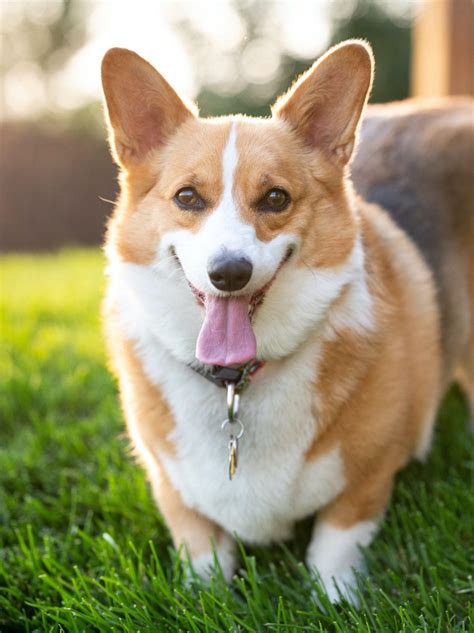 Chó Corgi - Nguồn gốc, đặc điểm và cách chăm sóc tốt nhất