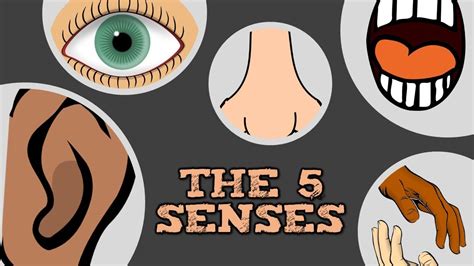 THE 5 SENSES (catchy song for kids about "see, hear, smell, taste ...