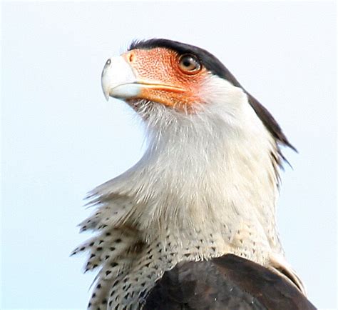 "Crested cara Cara.......The National Bird Of Mexico" by bobgotro | Redbubble