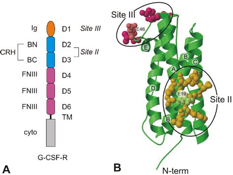 Representations of the G-CSF receptor and ligand. A, domain structure... | Download Scientific ...