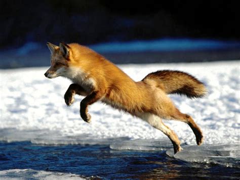 Red Fox - Red Foxes Wallpaper (13290134) - Fanpop