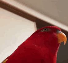 Angry Bird Meme GIFs | Tenor