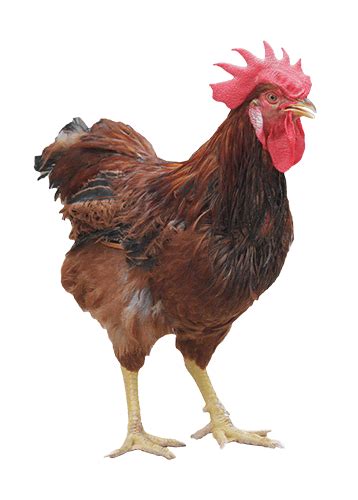 Rhode Island Red | Chicken Information