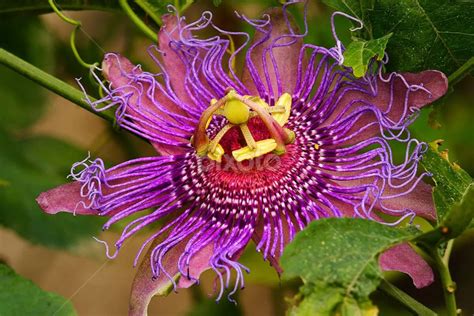 Passiflora Incense vs. Incarnata: Exploring the Differences