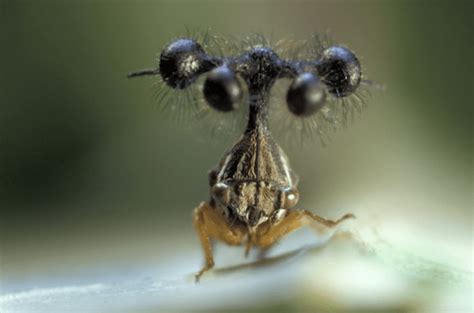 Meet The Brazilian Treehopper - Heads Up by Scout Life