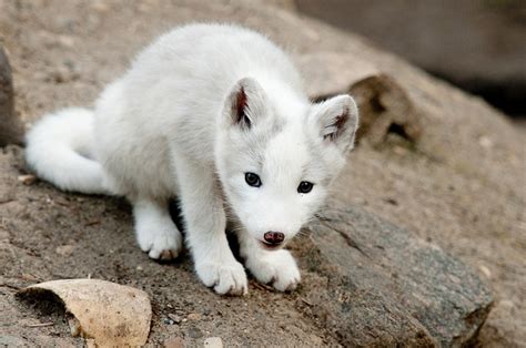 Uncertain | Fox pups, Baby arctic fox, Baby animals