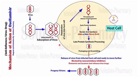 Topic (47) Antiviral Drugs | Oseltamivir Anti Influenza Virus= Mechanism of Action | Antivirals ...