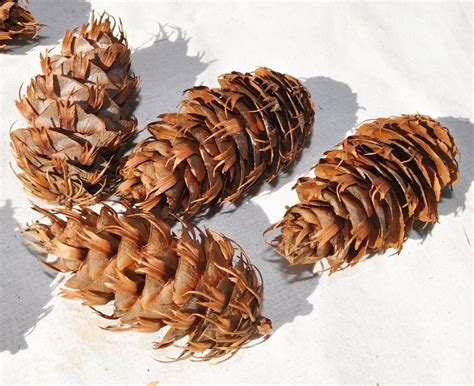 20 Fir Cones Douglass Fir Cones Pine Cones Pinecone