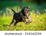 Schnauzer Dog Free Stock Photo - Public Domain Pictures
