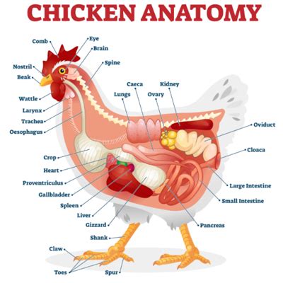 chicken anatomy