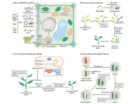 Crispr Crops