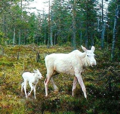 1000+ images about albino moose on Pinterest | Popular, Births and Hunters