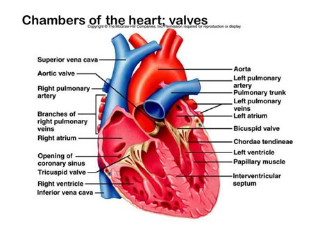 Heart Diagram Of The Chambers And Valves Pictures Of Chamber