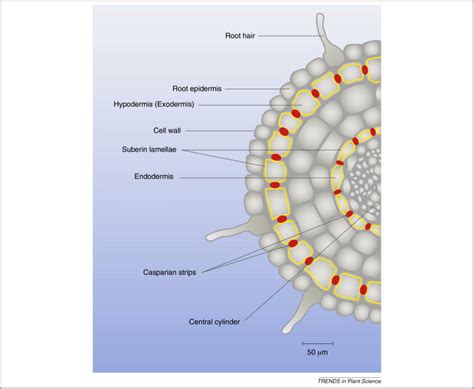 Transport barriers made of cutin, suberin and associated waxes: Trends in Plant Science