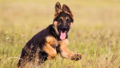 Wunderbar: The Eleven Most Popular German Dog Breeds In The US