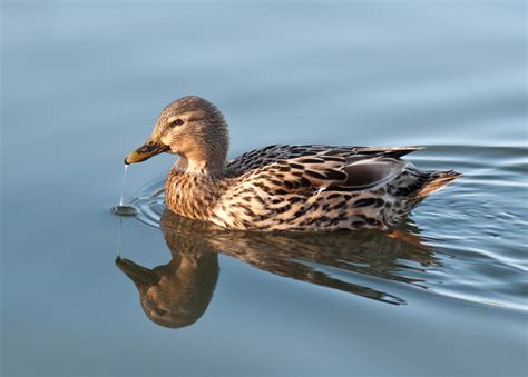 Free Images : wing, wildlife, reflection, beak, fauna, poultry, duck, vertebrate, waterfowl ...