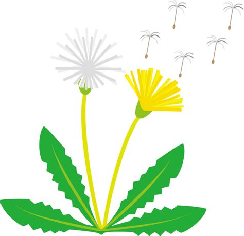 Make a Wish with Dandelion Clipart