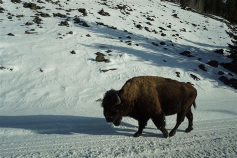 Bison (Bison Bison) in Yellowstone National Park [OC] [2048 x 1366] : r ...