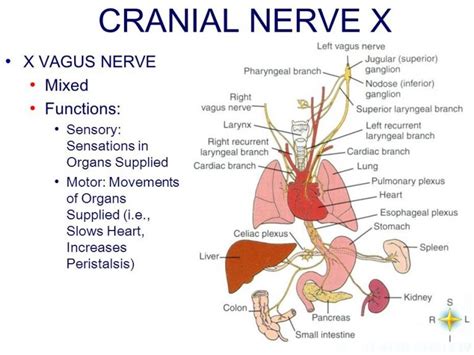 Vagus Nerve - Function, Location, Anatomy and FAQs