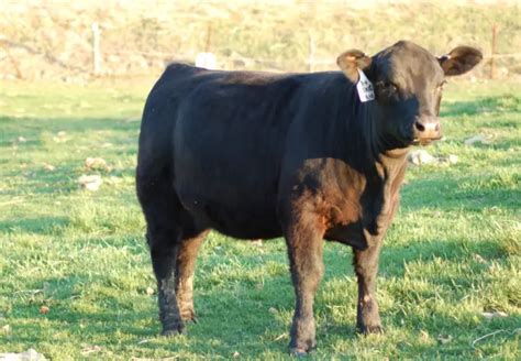 Lowline Angus Cattle: Growth Rate, Meat Quality, And More - Sand Creek Farm