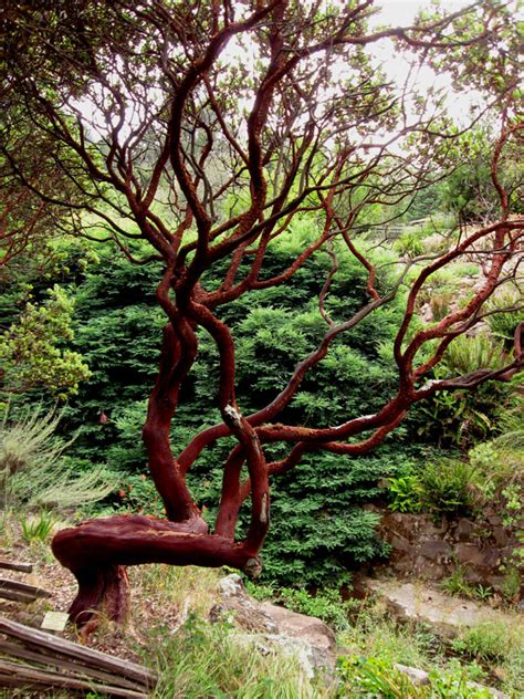 Manzanita - Alchetron, The Free Social Encyclopedia