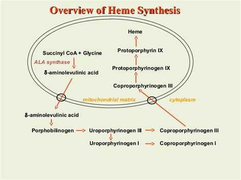 HEMOGLOBIN SYNTHESIS