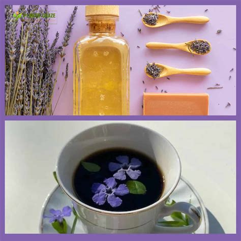 Periwinkle Vs Lavender Plant: Everything You Need To Know