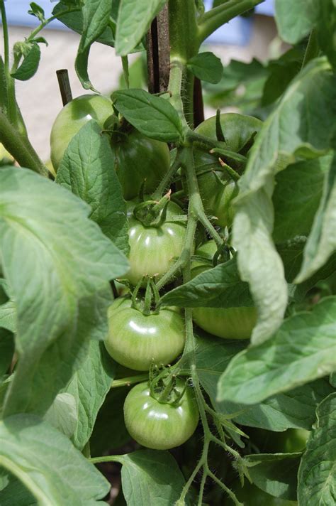 How to Care for Tomato Plants - Home Grown Tomatoes