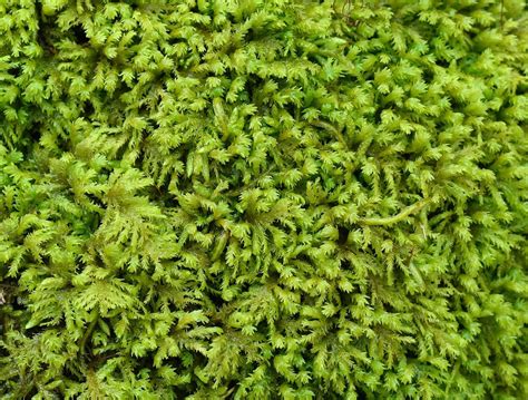 Forest, Fern Moss, Moss, Green, Plant, Nature #forest, #fernmoss, #moss ...