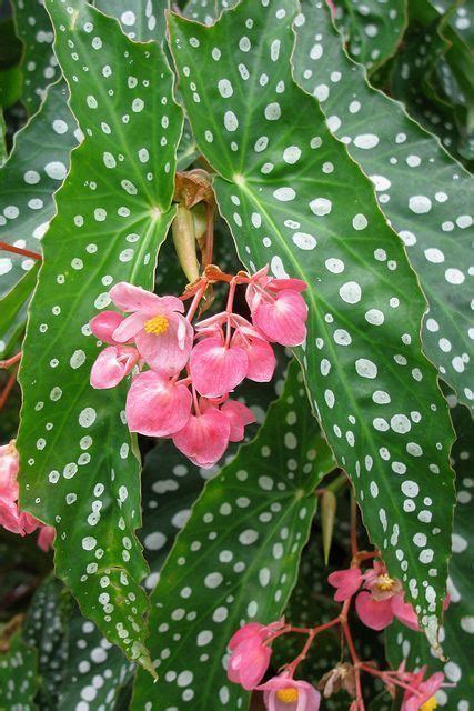 Angel wing begonia - Alchetron, The Free Social Encyclopedia