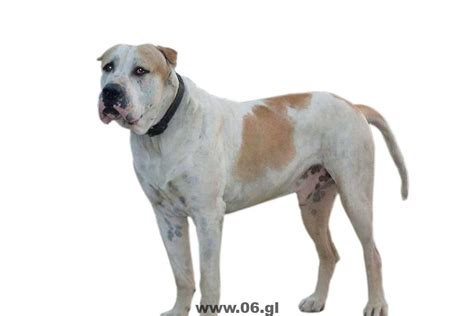 Alangu Mastiff - Indian - Pakistan mastiff Bully Kutta