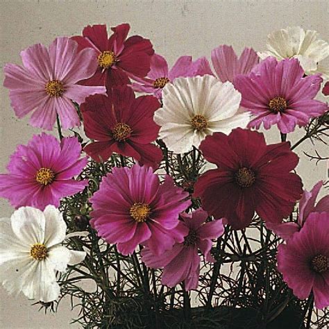 Cosmos, Dwarf Mixed (Cosmos bipinnatus) Annual Flowers Seed | Flower ...