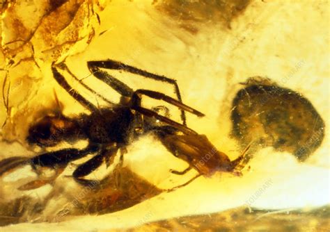 Spider in amber - Stock Image - E442/0454 - Science Photo Library