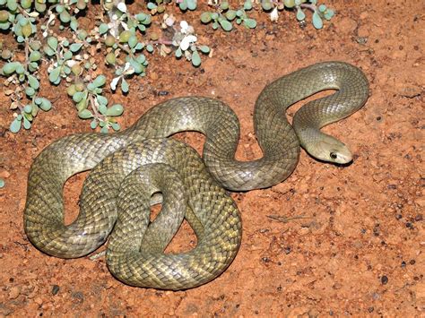 A Strong Little Boy Survived After Being Bitten By Two Western Brown Snakes - Small Joys