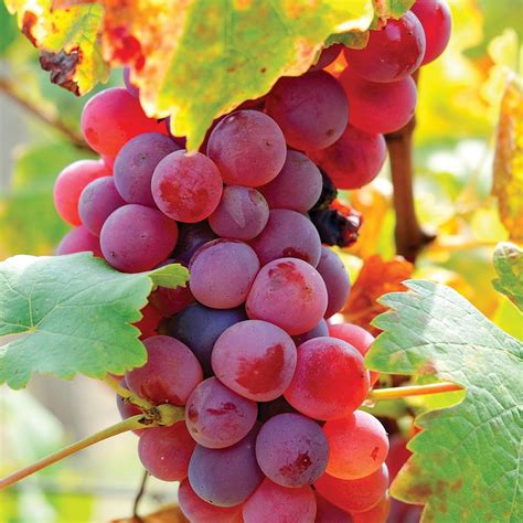 Van Zyverden Grapes Flame Seedless Plants-83721 - The Home Depot