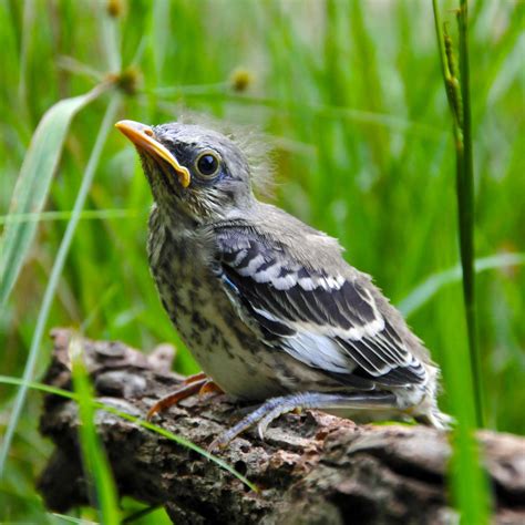 Baby Mockingbird: All The Facts You Need to Know - Bird Nature