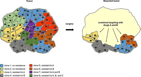 Frontiers | The Potential of Tumor Debulking to Support Molecular ...