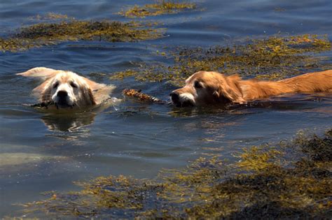 Golden Retrievers Swimming | Rob Kleine | Flickr