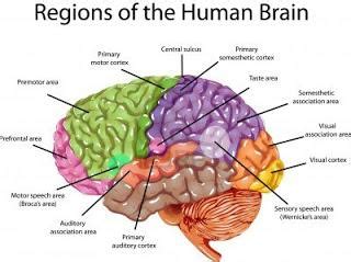 SA scientist gets billion Euro grant to map human brain | OFM