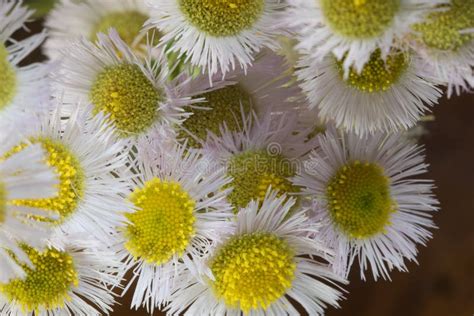 Bouquet of wild daisy stock photo. Image of summer, floral - 270710896