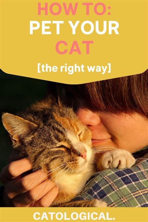 A guide to petting your cat do s don t s and petting zones – Artofit