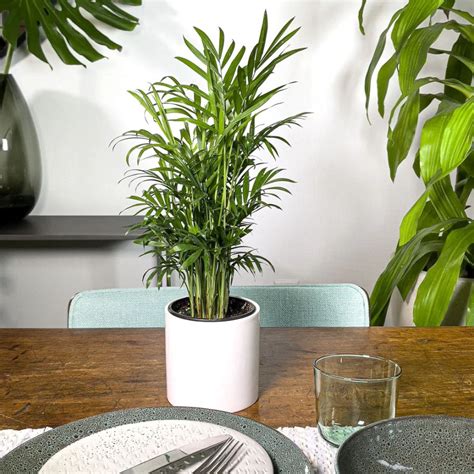 Parlor Palm Care and Grow Indoor Plant - Houseplant Central