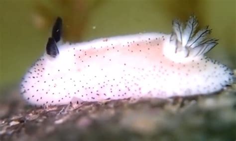 Insanely cute ’sea bunny’ slugs are so adorable they look unreal ...