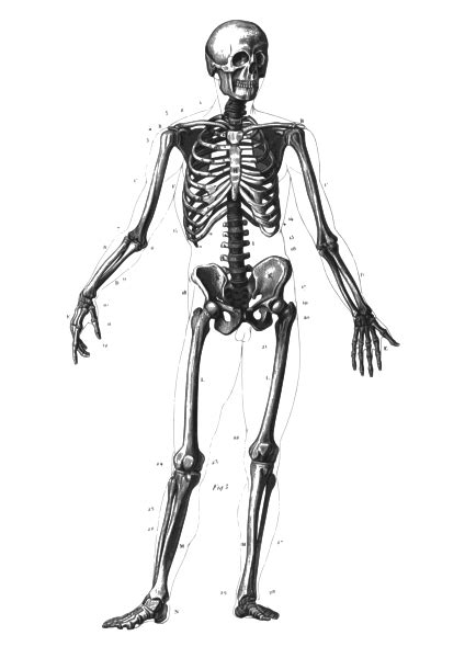 File:Skeleton diagram.svg - wikidoc