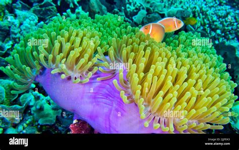 Pink Skunk Clownfish, Pink Anemonefish, Amphiprion perideraion, Magnificent Sea Anemone ...